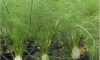 Rezene (Foeniculum vulgare) Toros Dağları'nda Kendi Yetişen Organik 6 demlik - Thumbnail (1)