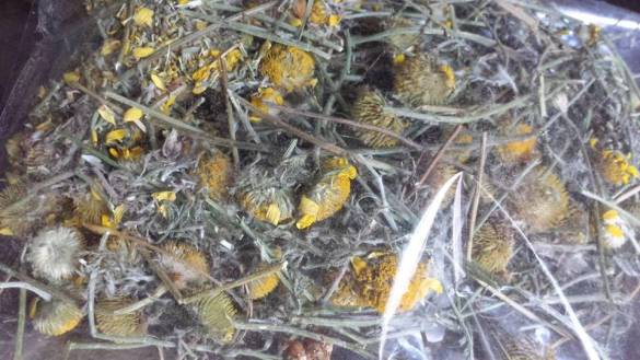 Dağ papatyası, Sarı Papatya Çayı 40gr, Toros Dağlarından - 1
