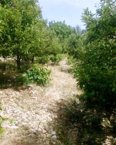 Ermenek,Taşkent 900gram kısırlık narin asma yaprağı salamura - 1