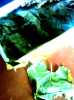 Ermenek,Taşkent 900gram kısırlık narin asma yaprağı salamura - Thumbnail (1)