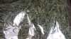 Kırkkilit, at kuyruğu, ulamotu, Equisetum Arvense, Toros Dağlarından - Thumbnail (2)