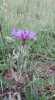 Mavi Kantaron.Peygamber Çiçeği.Centaurea cyanus.Toros Dağlarından - Thumbnail (1)