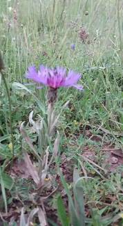 Mavi Kantaron.Peygamber Çiçeği.Centaurea cyanus.Toros Dağlarından