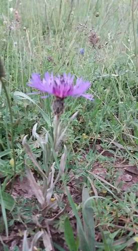 Mavi Kantaron.Peygamber Çiçeği.Centaurea cyanus.Toros Dağlarından - 0