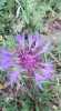 Mavi Kantaron.Peygamber Çiçeği.Centaurea cyanus.Toros Dağlarından - Thumbnail (2)