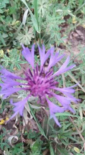 Mavi Kantaron.Peygamber Çiçeği.Centaurea cyanus.Toros Dağlarından - 1