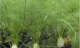 Rezene (Foeniculum vulgare) Toros Dağları'nda Kendi Yetişen Organik 6 demlik