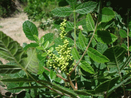 Sumak yaprağı, sumac, sedef düşmanı, yabani sumak, Toros Dağlarından