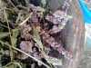 Torosların Tepesinden 1 Bardak Ermenek Dağ Yarpuz Unu,yarpuz Mentha pulegium - Thumbnail (4)